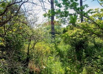 Giardino - Casa indipendente Via Marina
 
86, Fiumefreddo di Sicilia - foto 84