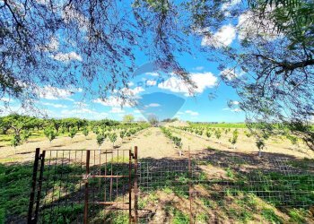 Vista delle montagne - Villa Contrada Burrione, Lentini - foto 25