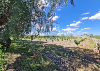 Giardino - Villa Contrada Burrione, Lentini - foto 26