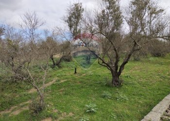 Giardino - Terreno edificabile contrada poggio impiso, Vizzini - foto 20