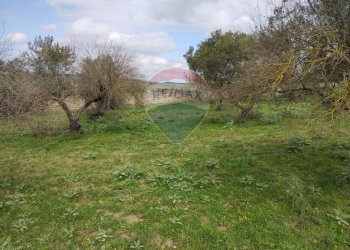 Giardino - Terreno edificabile contrada poggio impiso, Vizzini - foto 22