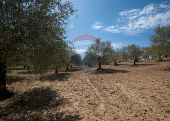 Giardino - Villa Contrada Renelle
 
snc, Caltagirone - foto 5