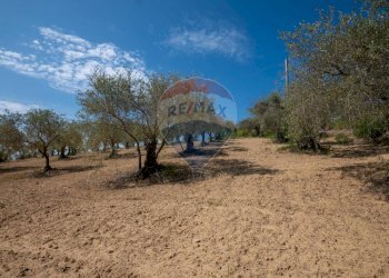 Giardino - Villa Contrada Renelle
 
snc, Caltagirone - foto 16