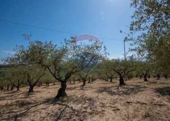Giardino - Villa Contrada Renelle
 
snc, Caltagirone - foto 23