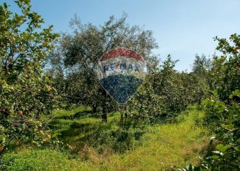 Giardino - Terreno agricolo C.da Ardichetto Petrone
 
23, Zafferana Etnea - foto 1