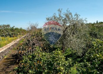 Giardino - Terreno agricolo C.da Ardichetto Petrone
 
23, Zafferana Etnea - foto 5