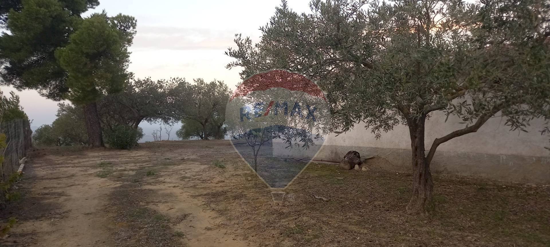 Giardino - Terreno agricolo contrada Santitta
sn, San Michele di Ganzaria - foto 3