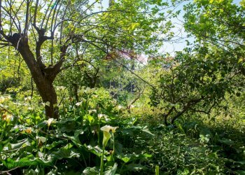 Giardino - Terreno edificabile Via Marina
 
84, Fiumefreddo di Sicilia - foto 8