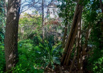 Giardino - Terreno edificabile Via Marina
 
84, Fiumefreddo di Sicilia - foto 14