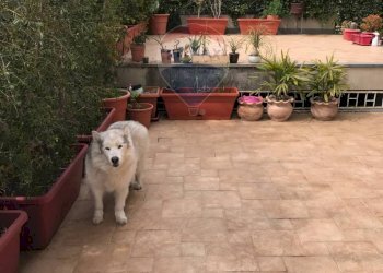 Terrazza - Villa via san michele arcangelo
 
snc, Sant'Agata Li Battiati - foto 9