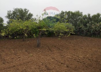 Giardino - Villa contrada san cataldo, Caltagirone - foto 20
