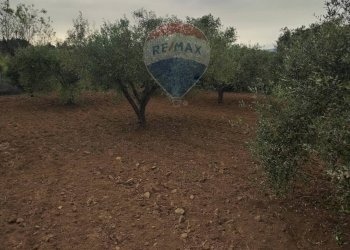 Giardino - Villa contrada san cataldo, Caltagirone - foto 21