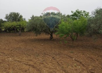 Giardino - Villa contrada san cataldo, Caltagirone - foto 24