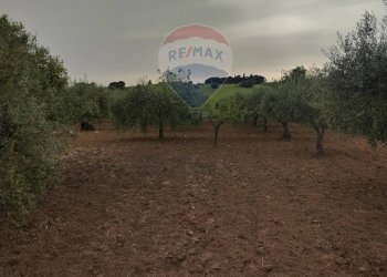 Giardino - Villa contrada san cataldo, Caltagirone - foto 25