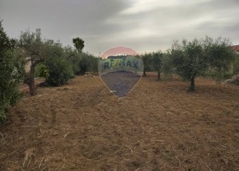 Giardino - Villa contrada san cataldo, Caltagirone - foto 26