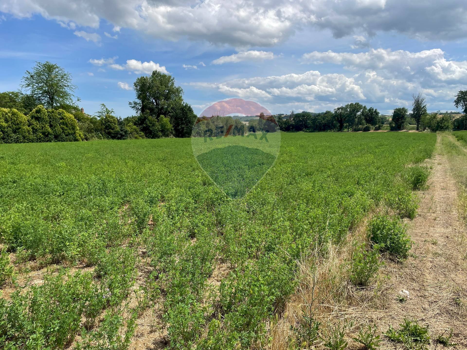 Giardino - Terreno agricolo Strada Provinciale, Jesi - foto 2