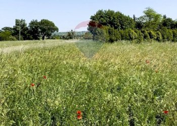 Giardino - Agricultural land Strada Provinciale, Jesi - photo 8