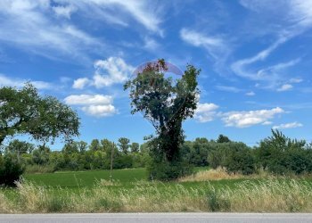 Giardino - Agricultural land Strada Provinciale, Jesi - photo 27