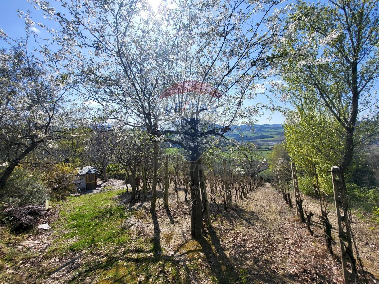 Vista delle montagne - Terreno agricolo Cantalupo
snc, Cupramontana - foto 2