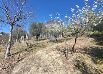 Giardino - Agricultural land Cantalupo
snc, Cupramontana - photo 9