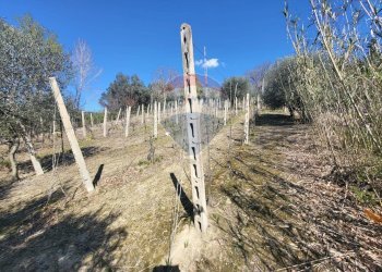Vista delle montagne - Agricultural land Cantalupo
snc, Cupramontana - photo 10
