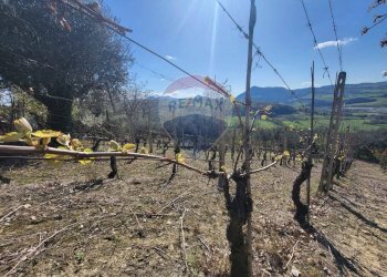 Vista delle montagne - Agricultural land Cantalupo
snc, Cupramontana - photo 11