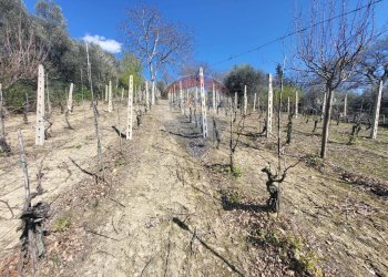 Vista delle montagne - Agricultural land Cantalupo
snc, Cupramontana - photo 12