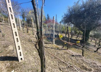 Giardino - Agricultural land Cantalupo
snc, Cupramontana - photo 13