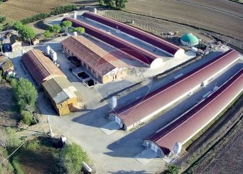 Dettagli - Azienda agricola Via Marinaccia
8, Magione - foto 3