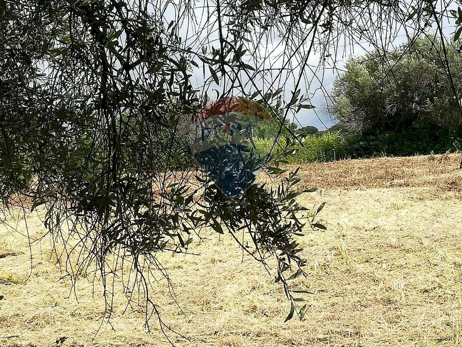 Giardino - Terreno edificabile via topino, Aprilia - foto 1