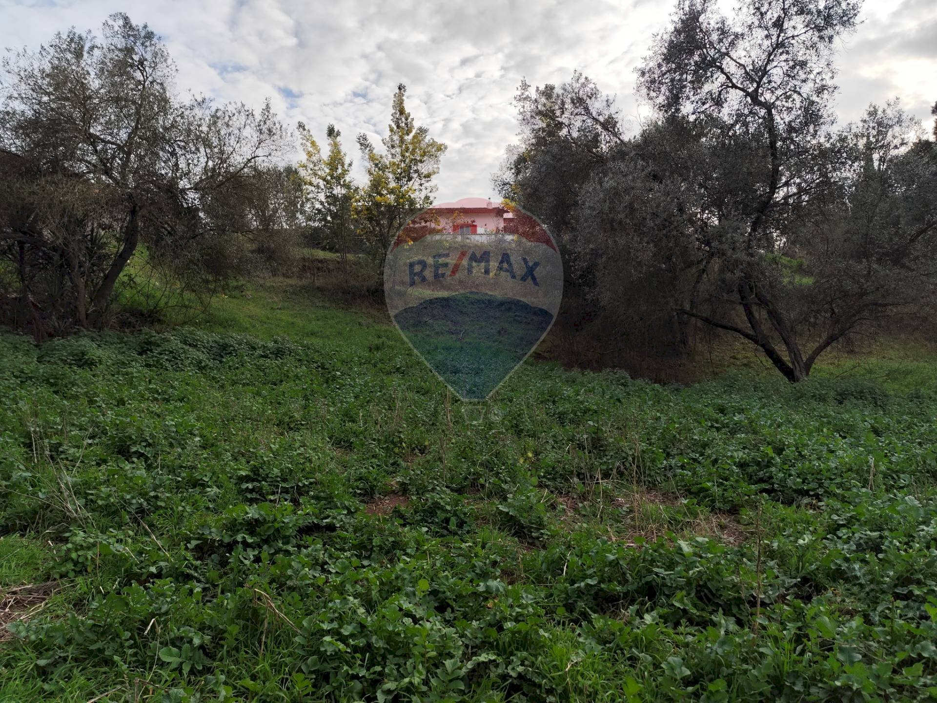 Giardino - Terreno agricolo Via delle Begonie, Aprilia - foto 2