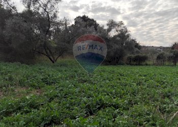 Giardino - Terreno agricolo Via delle Begonie, Aprilia - foto 3