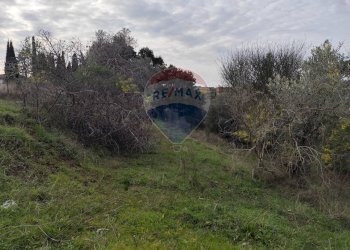 Giardino - Terreno agricolo Via delle Begonie, Aprilia - foto 10