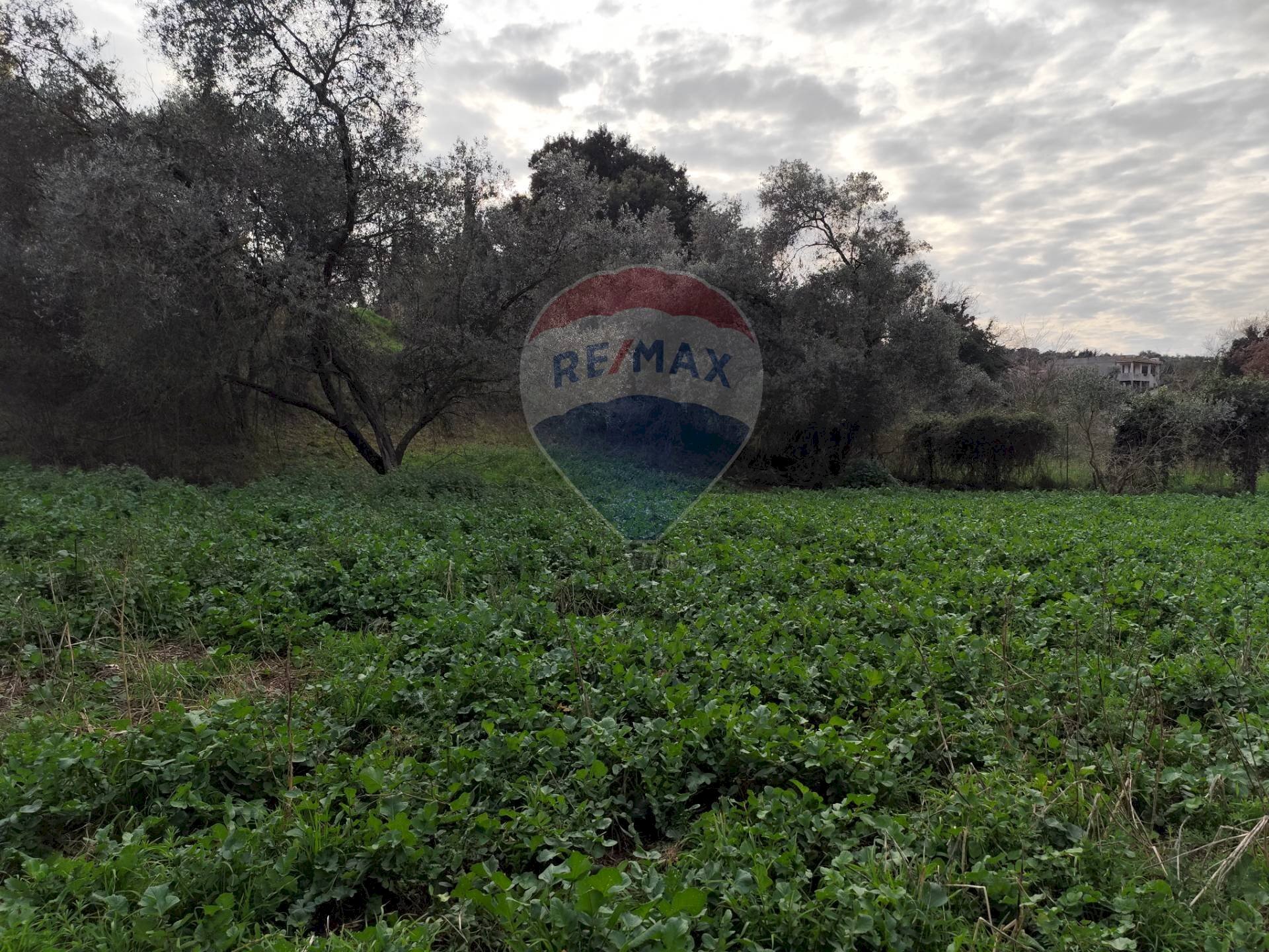 Giardino - Terreno agricolo Vie delle Begonie, Aprilia - foto 3