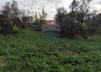 Giardino - Terreno agricolo Vie delle Begonie, Aprilia - foto 2