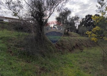 Giardino - Terreno agricolo Vie delle Begonie, Aprilia - foto 6