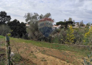 Giardino - Terreno agricolo Vie delle Begonie, Aprilia - foto 14