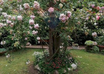 Giardino - Villa Via Ernesto Parisi
28, Roma - foto 38