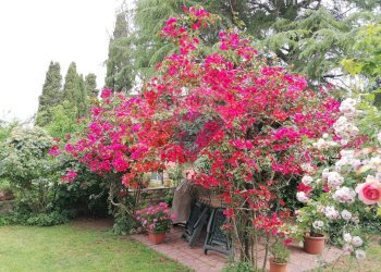 Giardino - Villa Via Ernesto Parisi
28, Roma - foto 39