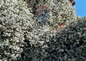 Giardino - Villa Via Ernesto Parisi
28, Roma - foto 40