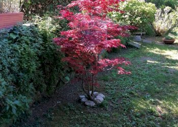 Giardino - Villa Via Ernesto Parisi
28, Roma - foto 41