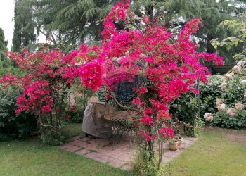 Giardino - Villa Via Ernesto Parisi
28, Roma - foto 44