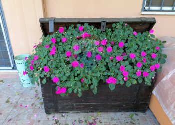 Giardino - Villa Via Ernesto Parisi
28, Roma - foto 45