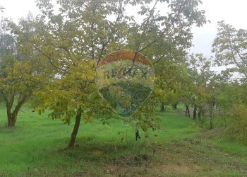 Giardino - Villa Contrada Camitrice, Piazza Armerina - foto 21