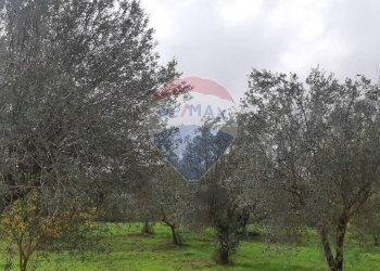 Giardino - Villa Contrada Camitrice, Piazza Armerina - foto 24