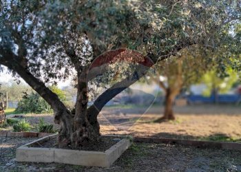 Giardino - Villa CONTRADA SAN NICOLO' LE CANNE
 
SN, Caltagirone - foto 8