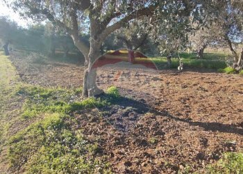 Giardino - Villa CONTRADA SAN NICOLO' LE CANNE
 
SN, Caltagirone - foto 11