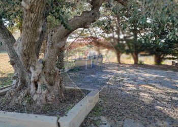 Giardino - Villa CONTRADA SAN NICOLO' LE CANNE
 
SN, Caltagirone - foto 35