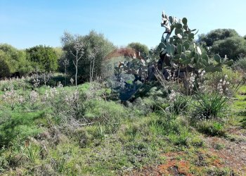 Giardino - Terreno agricolo Via Vinazza
 
14, Misterbianco - foto 8