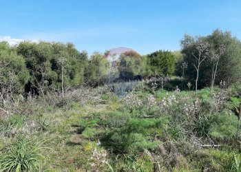 Giardino - Terreno agricolo Via Vinazza
 
14, Misterbianco - foto 9